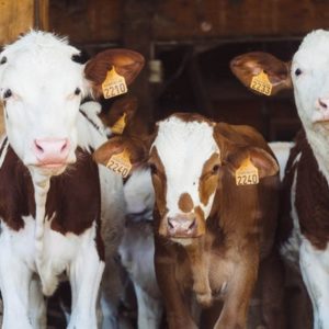 La baisse de consommation de viande : opportunité pour les restaurants carnivores ?