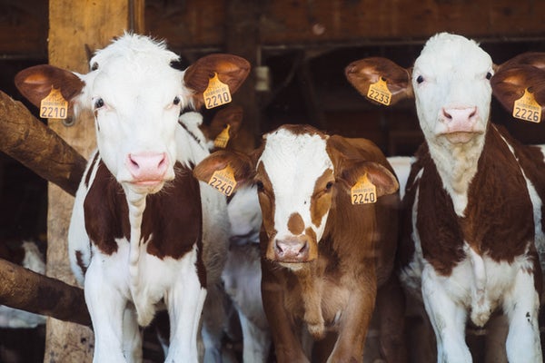 La baisse de consommation de viande : opportunité pour les restaurants carnivores ?