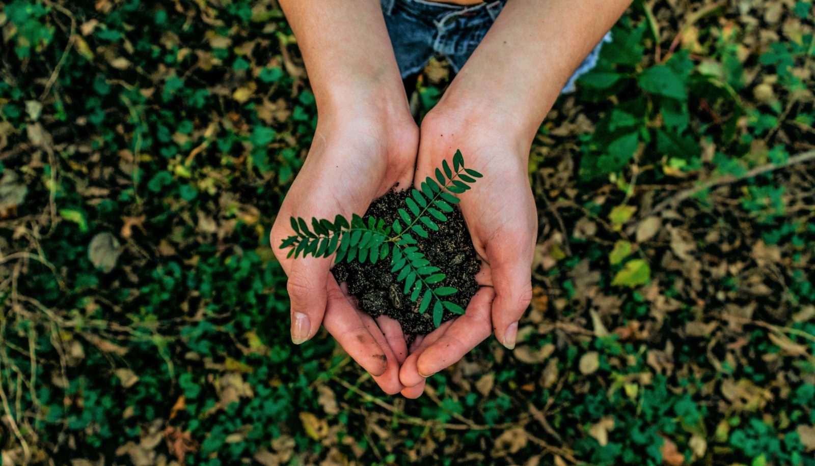 écologie - environnement - développement durable - restauration - ecoresponsabilité - restaurant écoresponsable